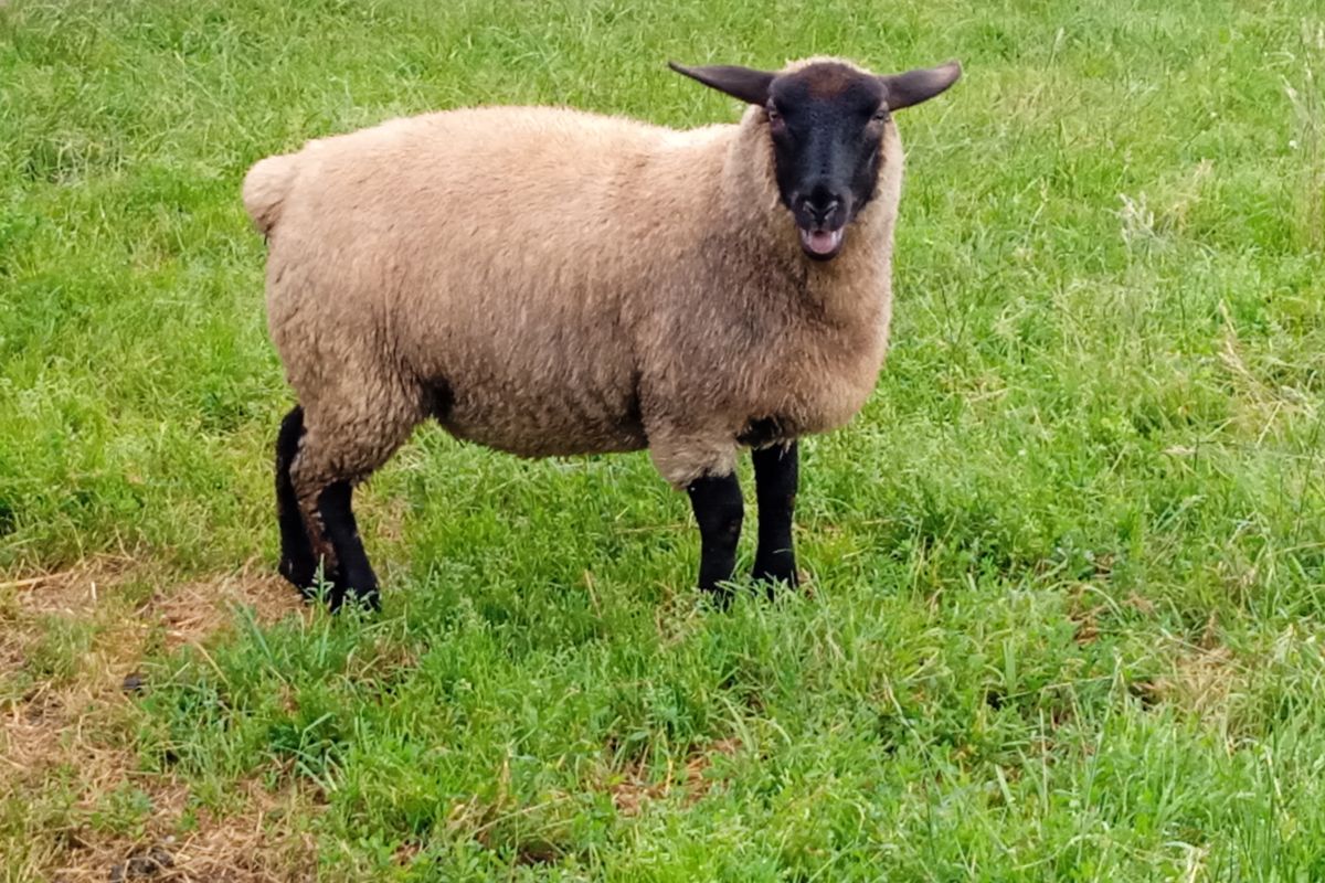 Agnelle suffolk 