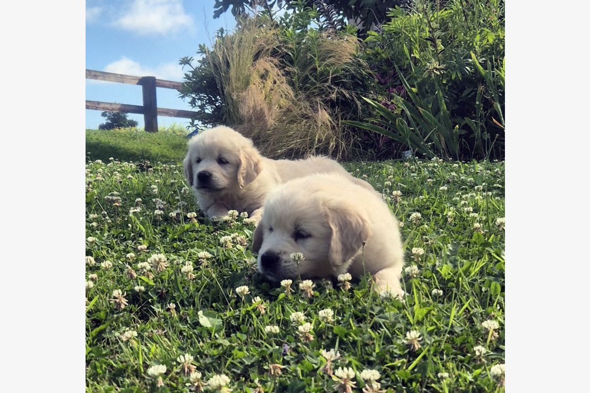 2 chiots apparence Golden retriever