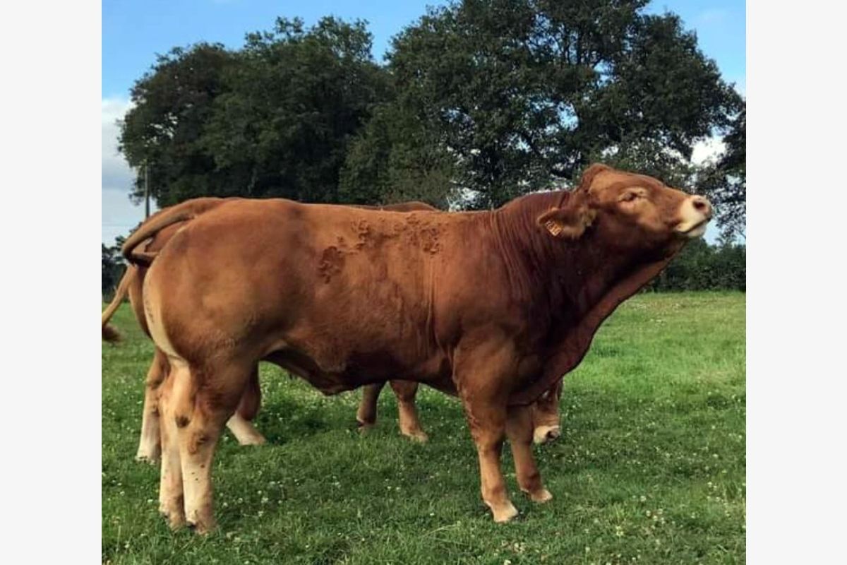 Bons taurillons