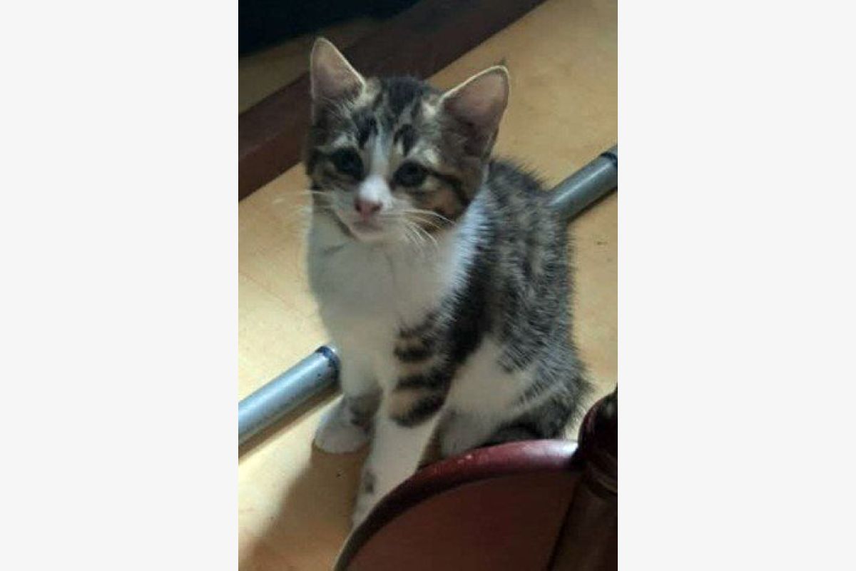 Adorables chatons