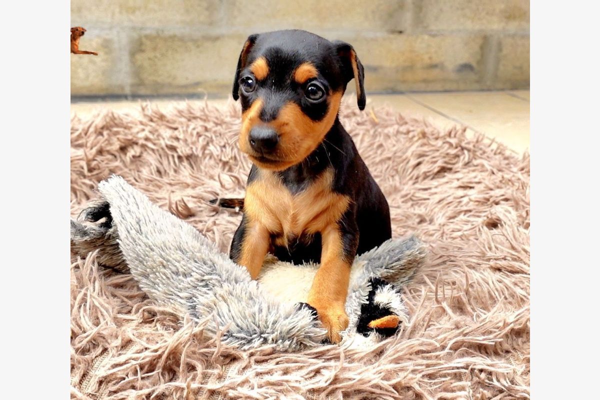 race Pinscher nain 