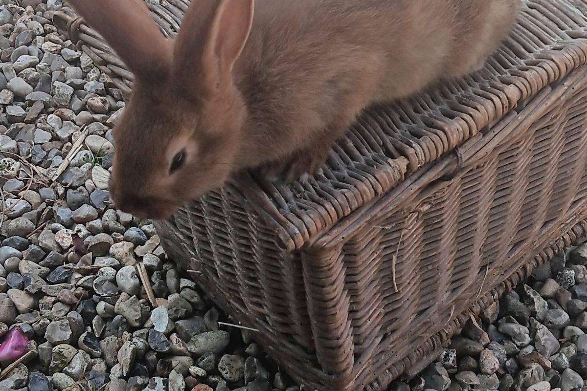 Lapins