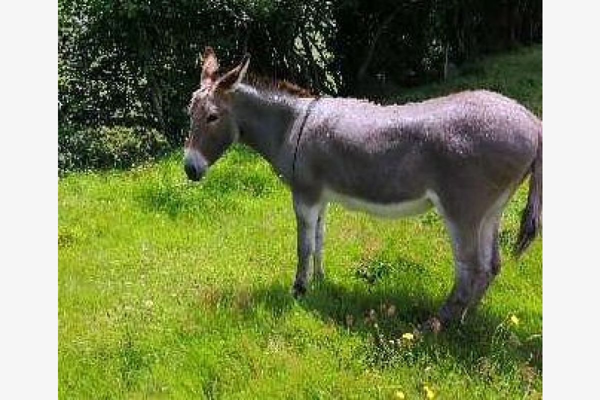 Ânesse du Cotentin