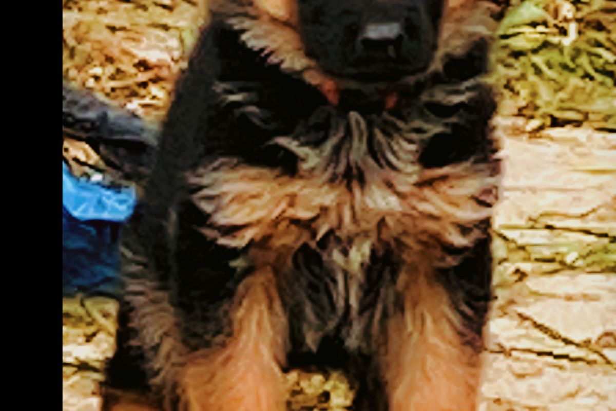 Race  berger allemand 