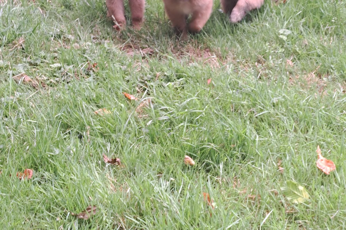 Chiots bergers belges tervueren 2 mois 
