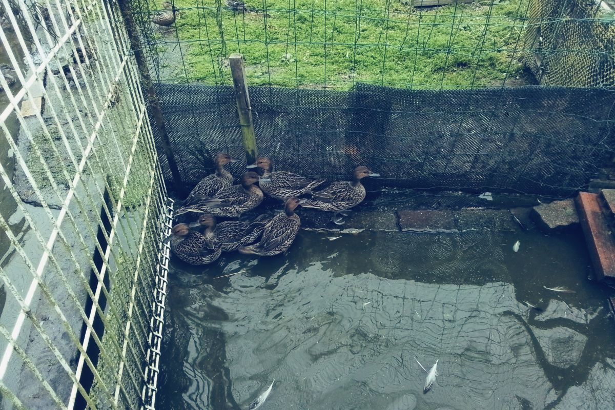 Canards