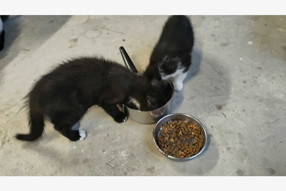 2 petits chatons non LOOF