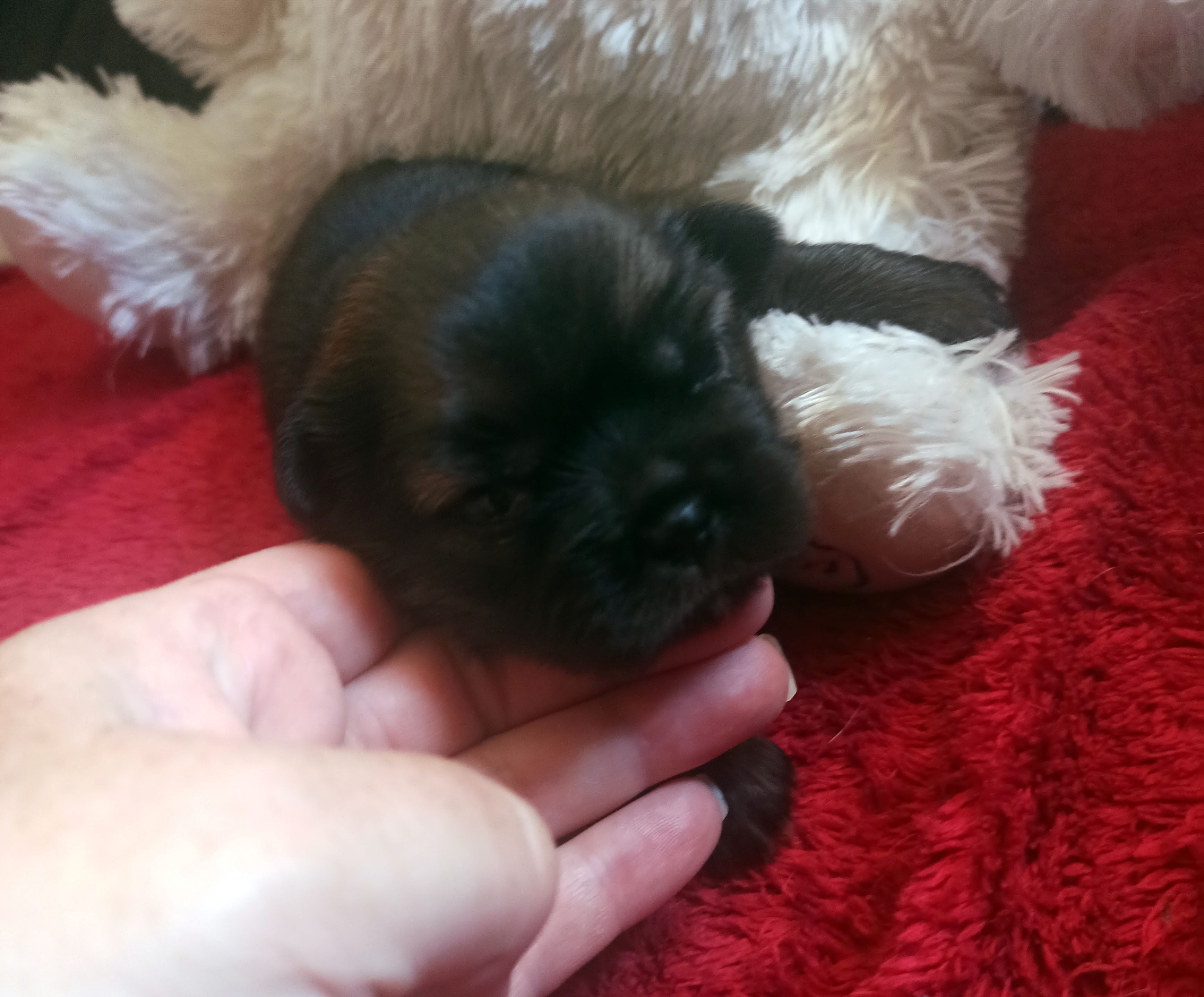 à réserver 4 chiots épagnol typétin 