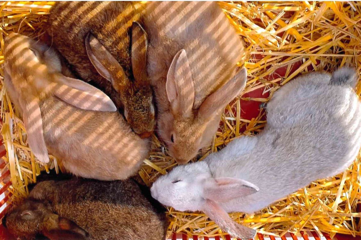 Lapins