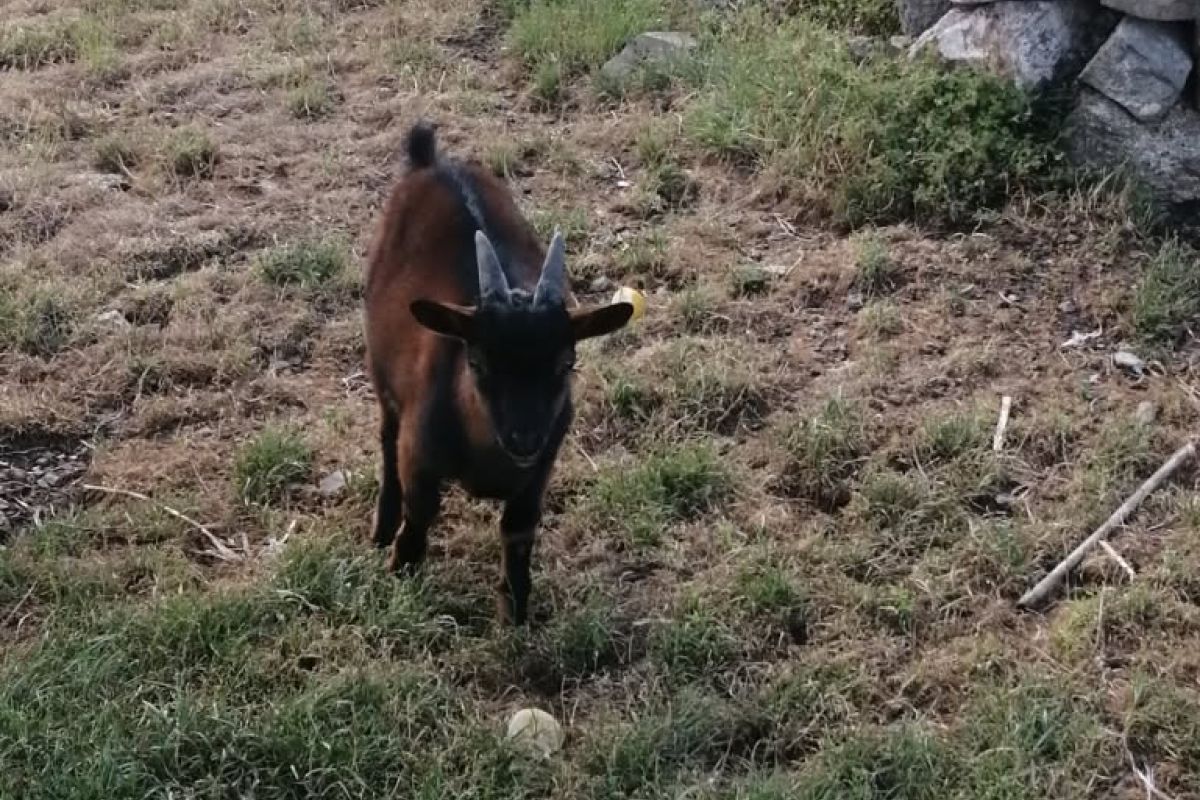 Bouc