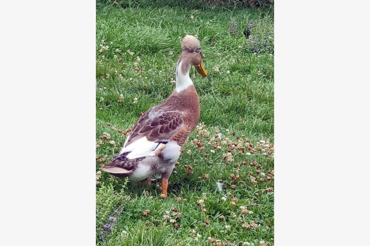 Jeunes canards Coureurs Indiens