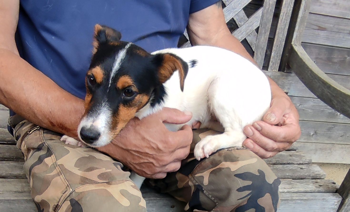 Victor chien apparence jack russell
