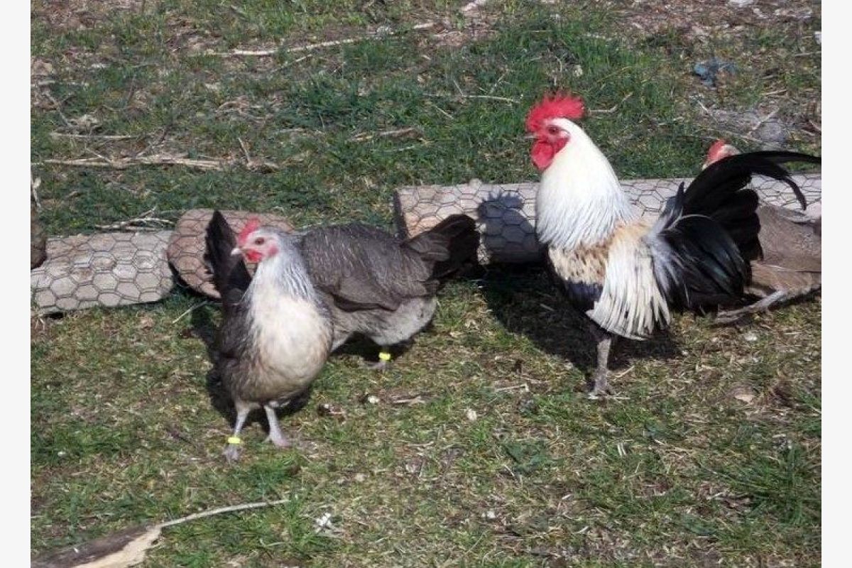 Poulettes et jeunes coqs