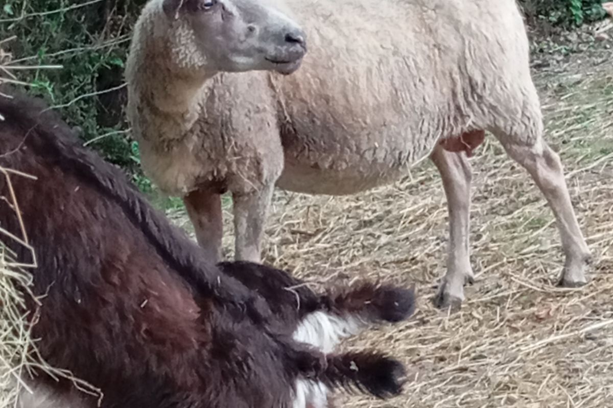 Brebis de 6/7 ans 