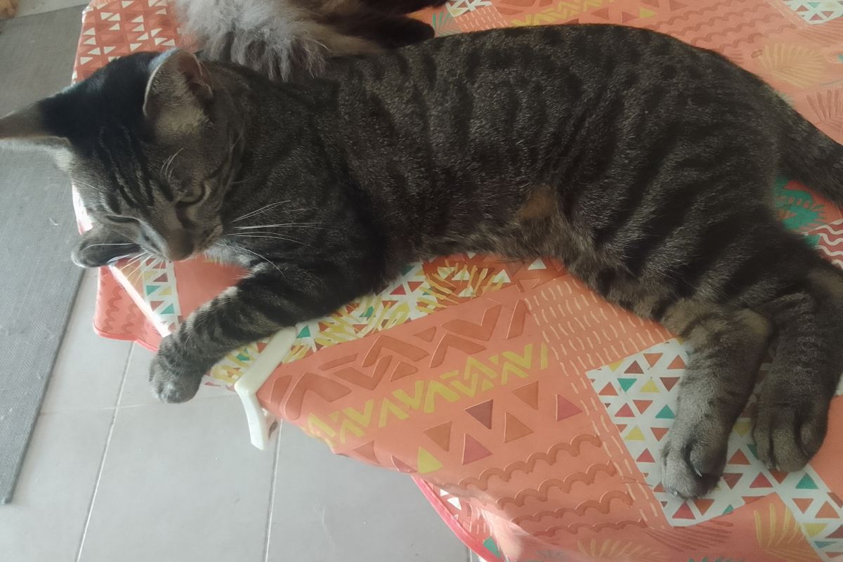 Donne chat