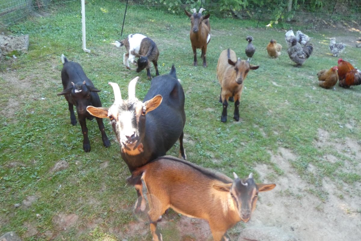 Chèvres naines 
