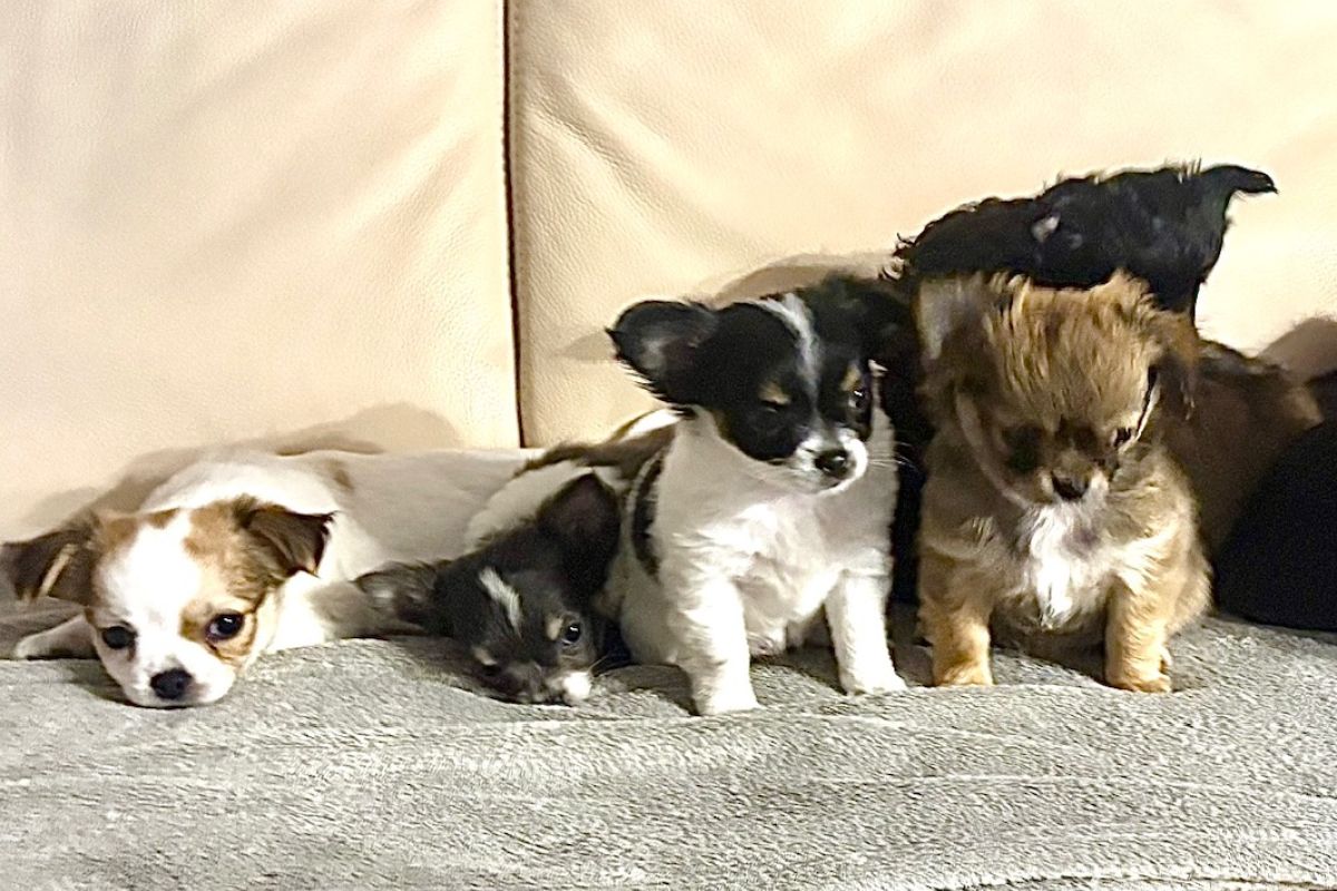Chiots apparence chihuahua