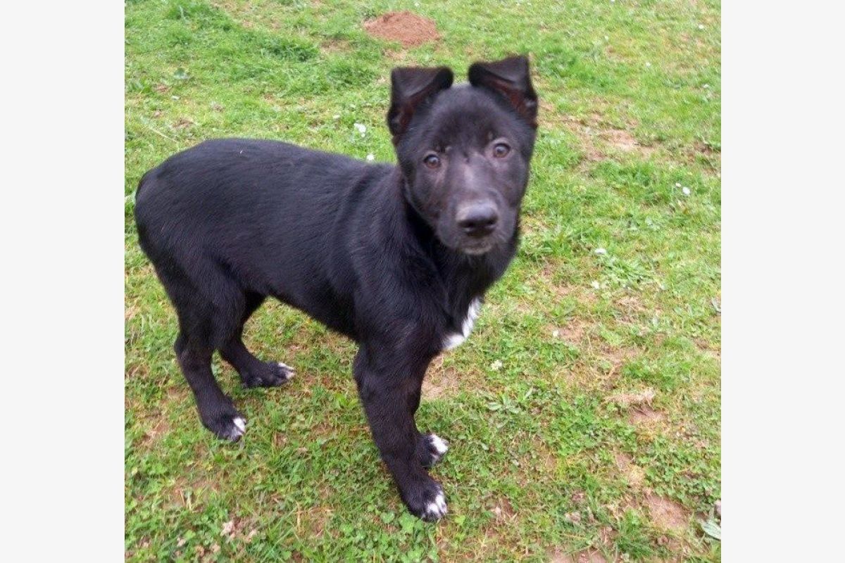 Croisé border collie et berger allemand