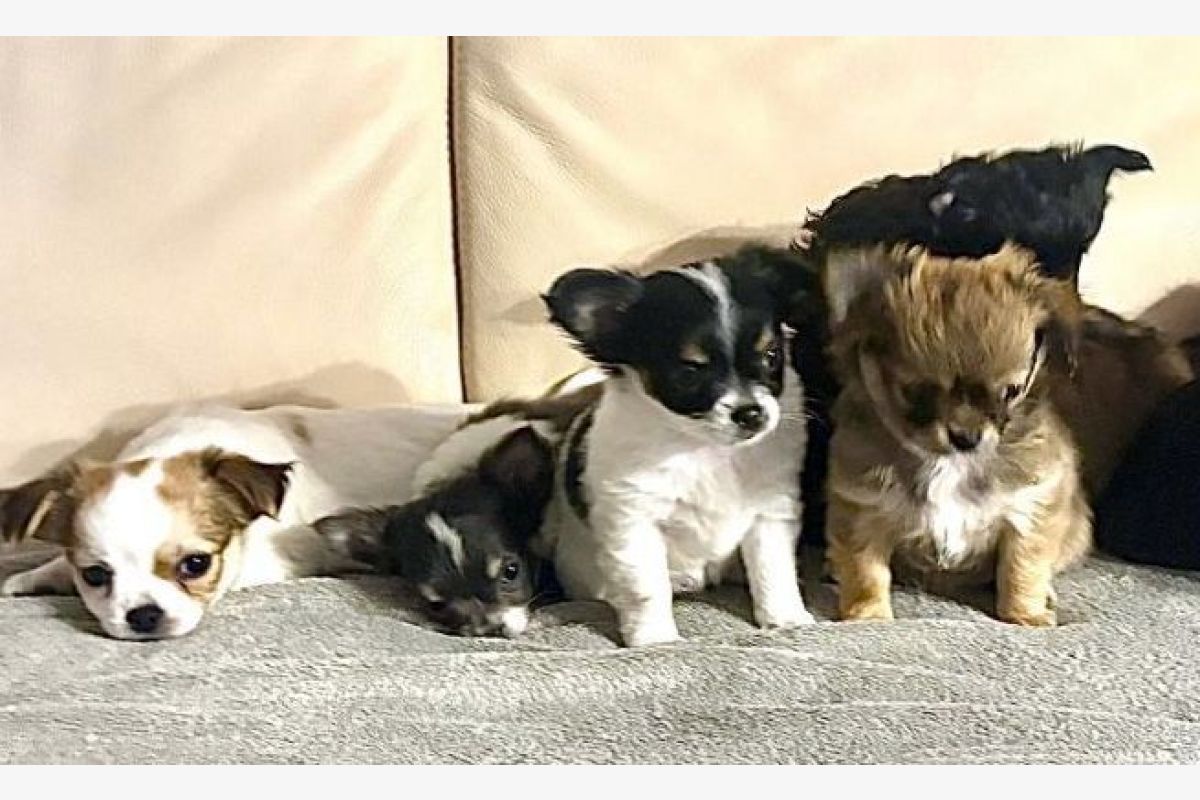 Apparence chihuahua