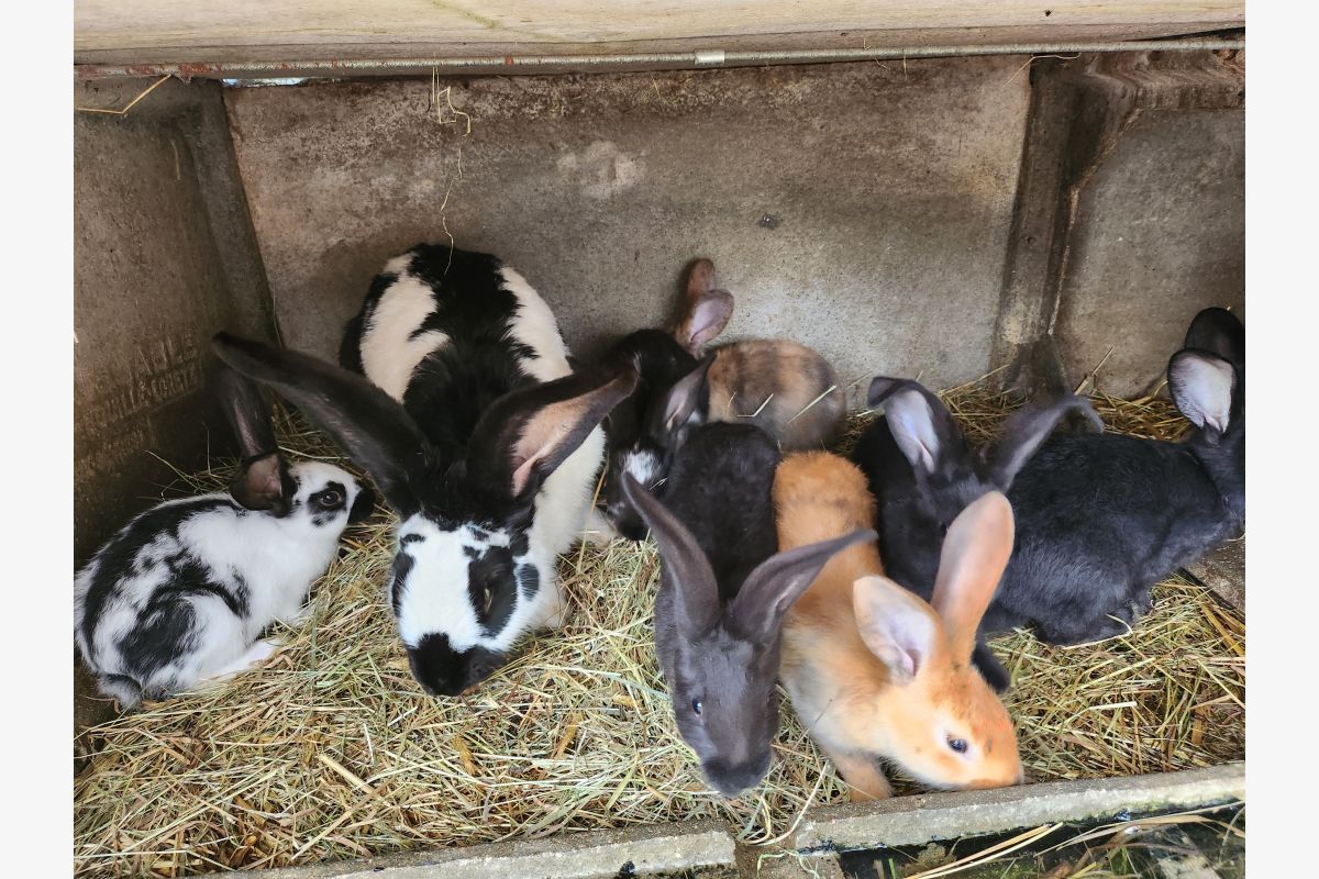 Lapins papillons