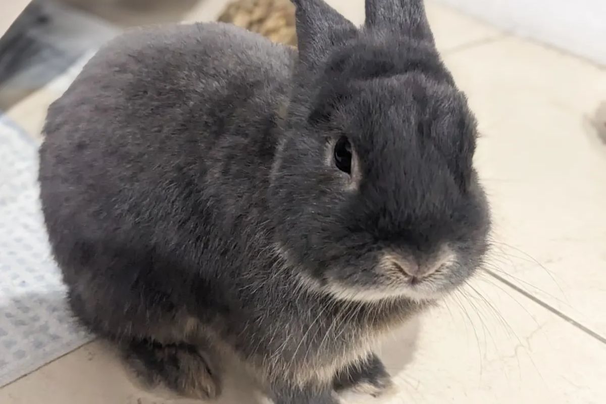 A VENDRE LAPIN 