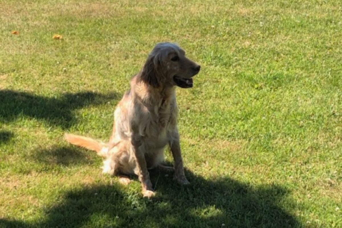 Apparence setter lemon