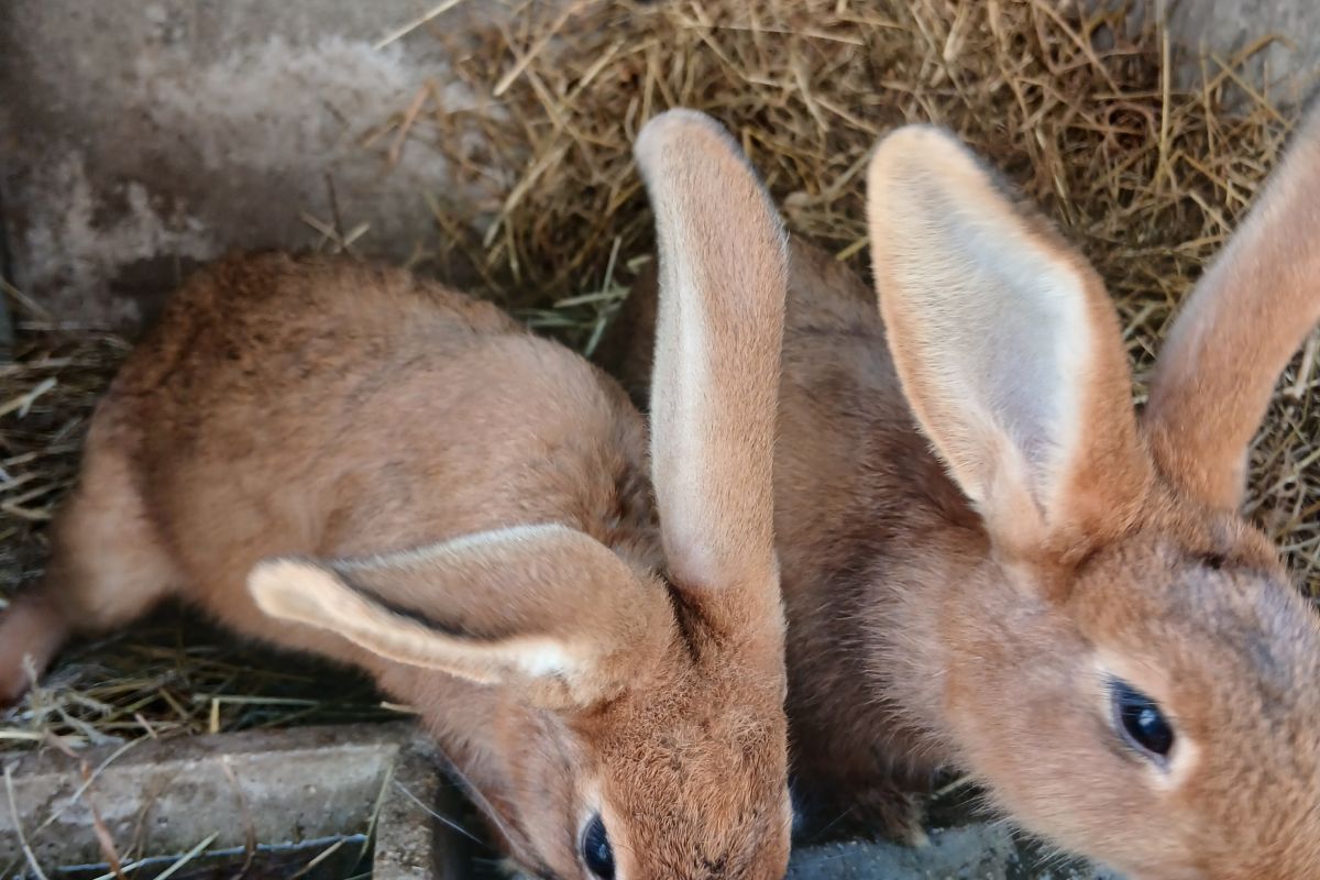 Lapins fauves de Bourgogne