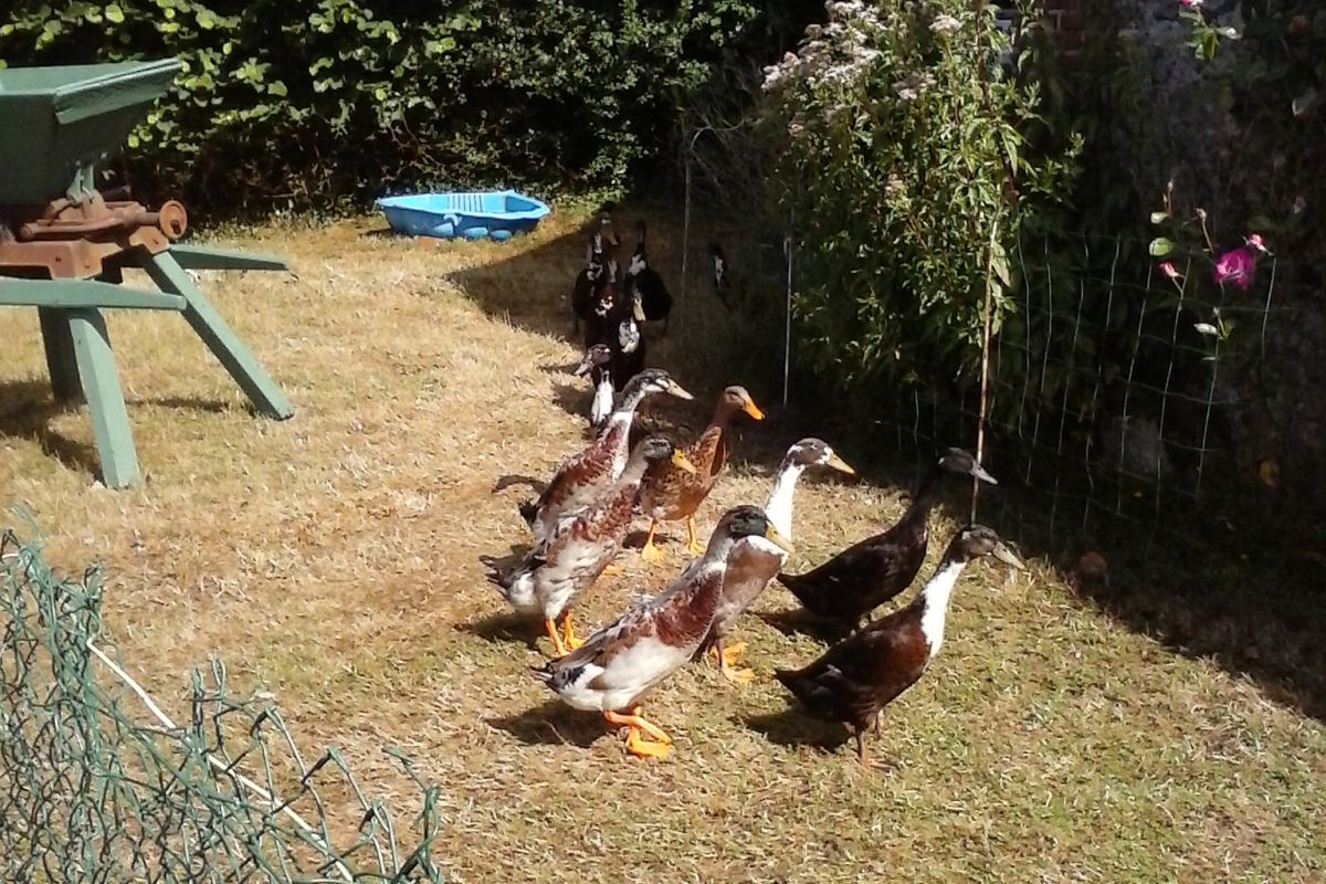 Canard