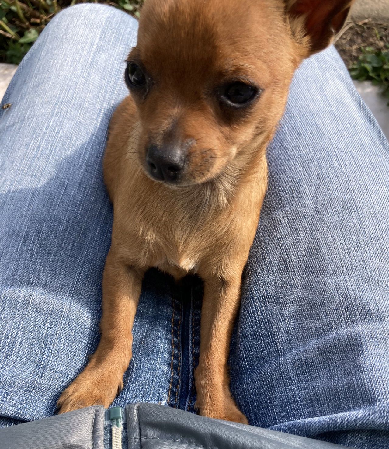 Apparence chihuahua