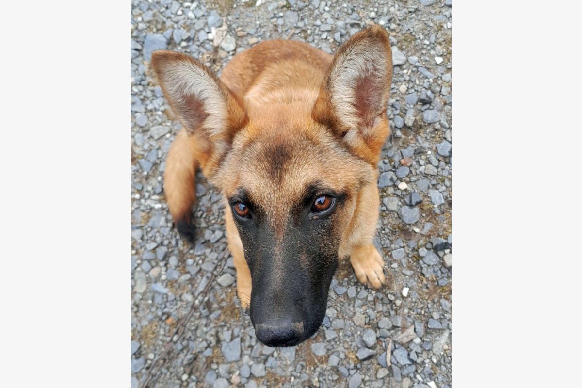Apparence berger malinois
