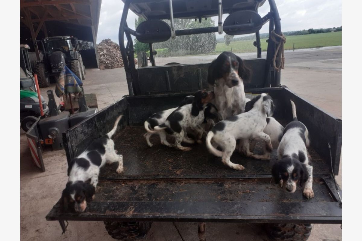 Apparence setter anglais
