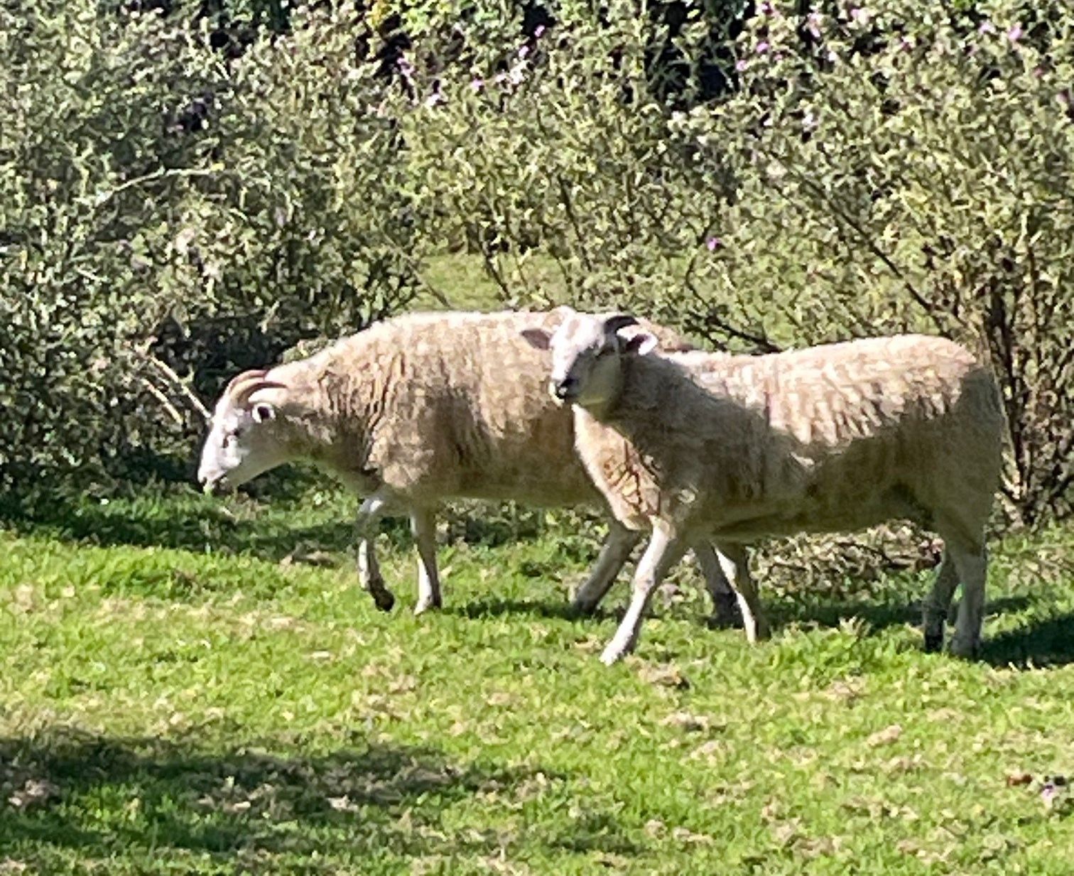 4 béliers texel