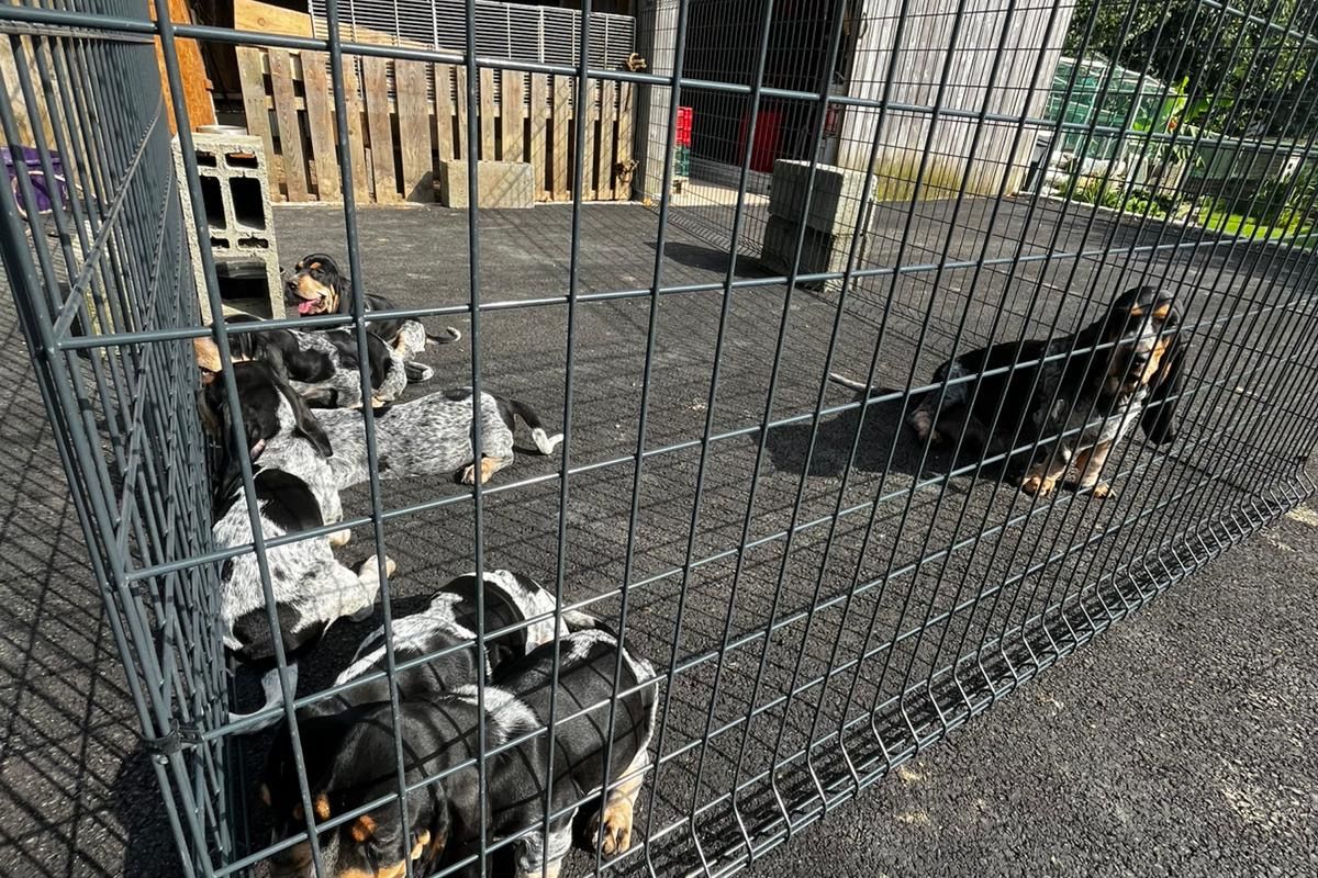 Chiots race Basset Bleu de Gascogne