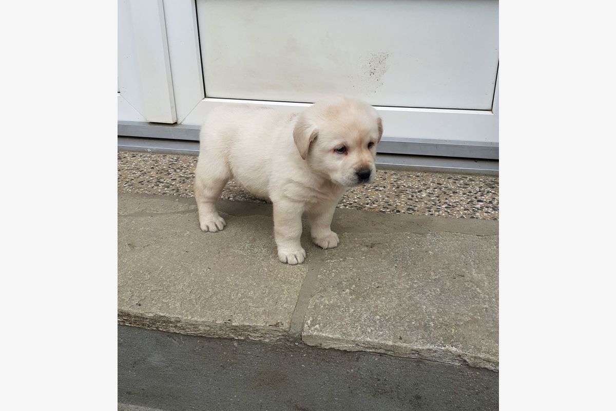 Race labrador