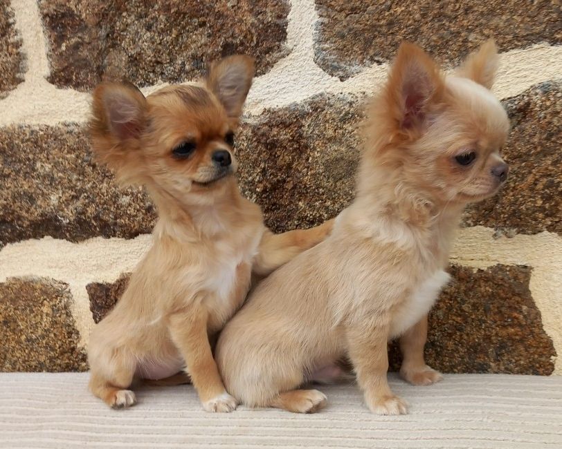 Race chihuahua