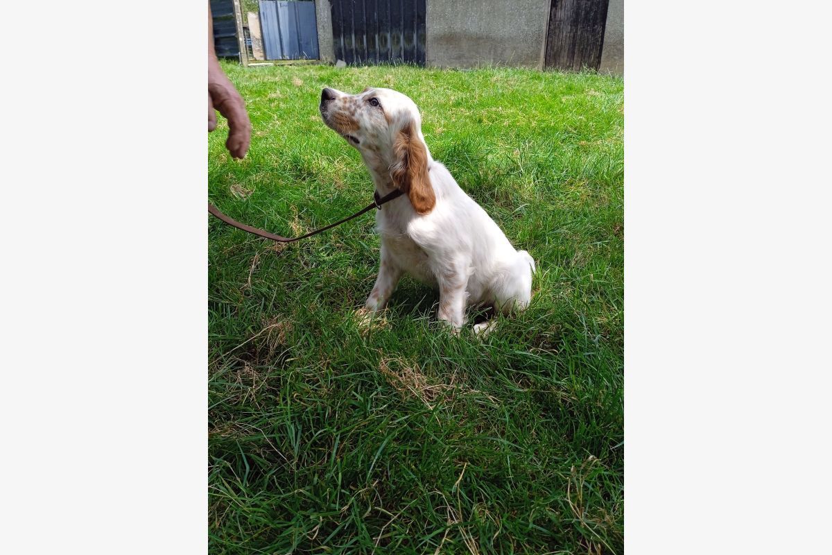 Setter Anglais Lemon