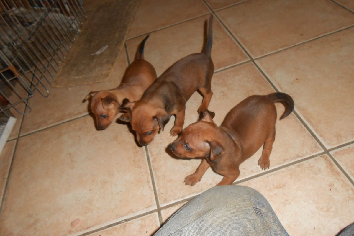Chiots apparence pinscher nain 