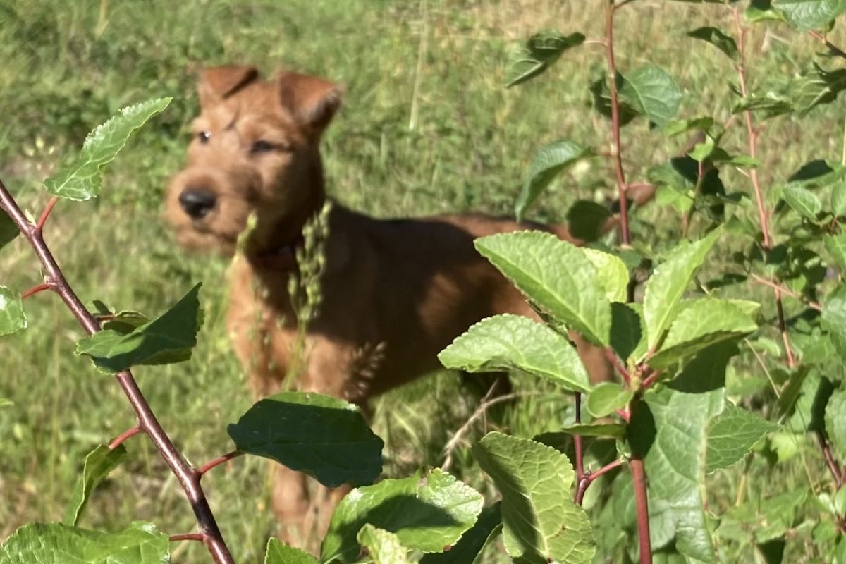 Chiots race Irish Terriers