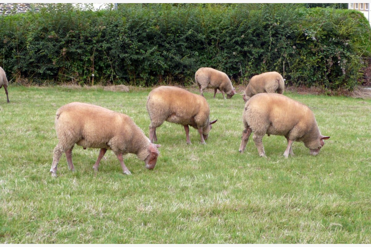 Béliers et agnelles 
