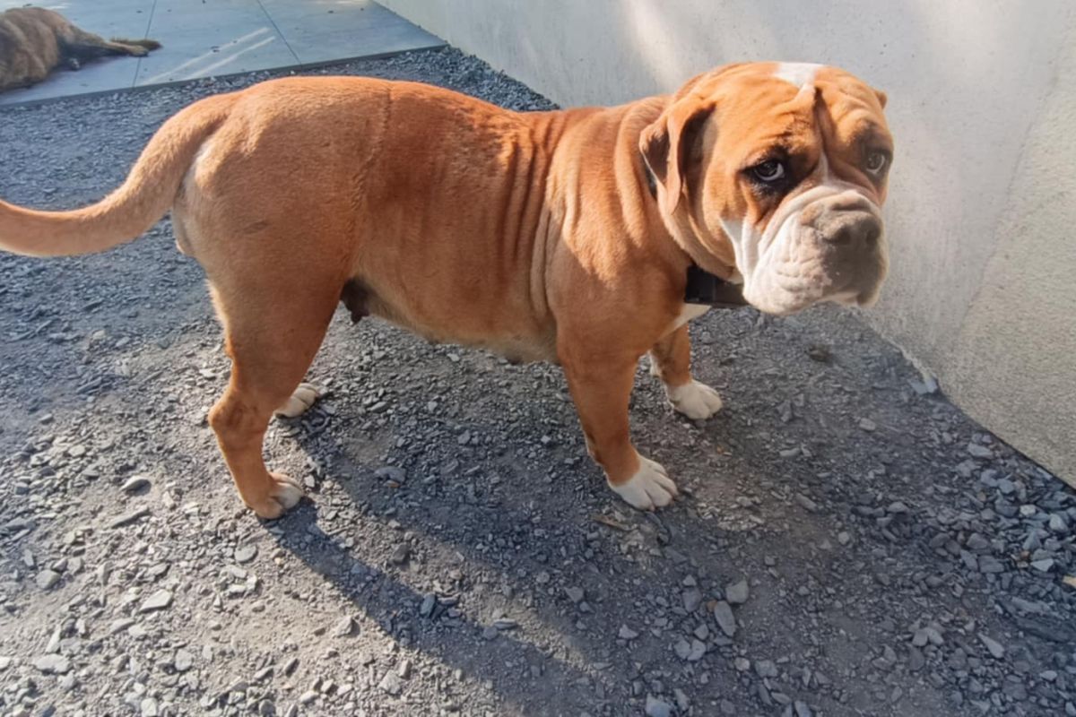 bulldog continental