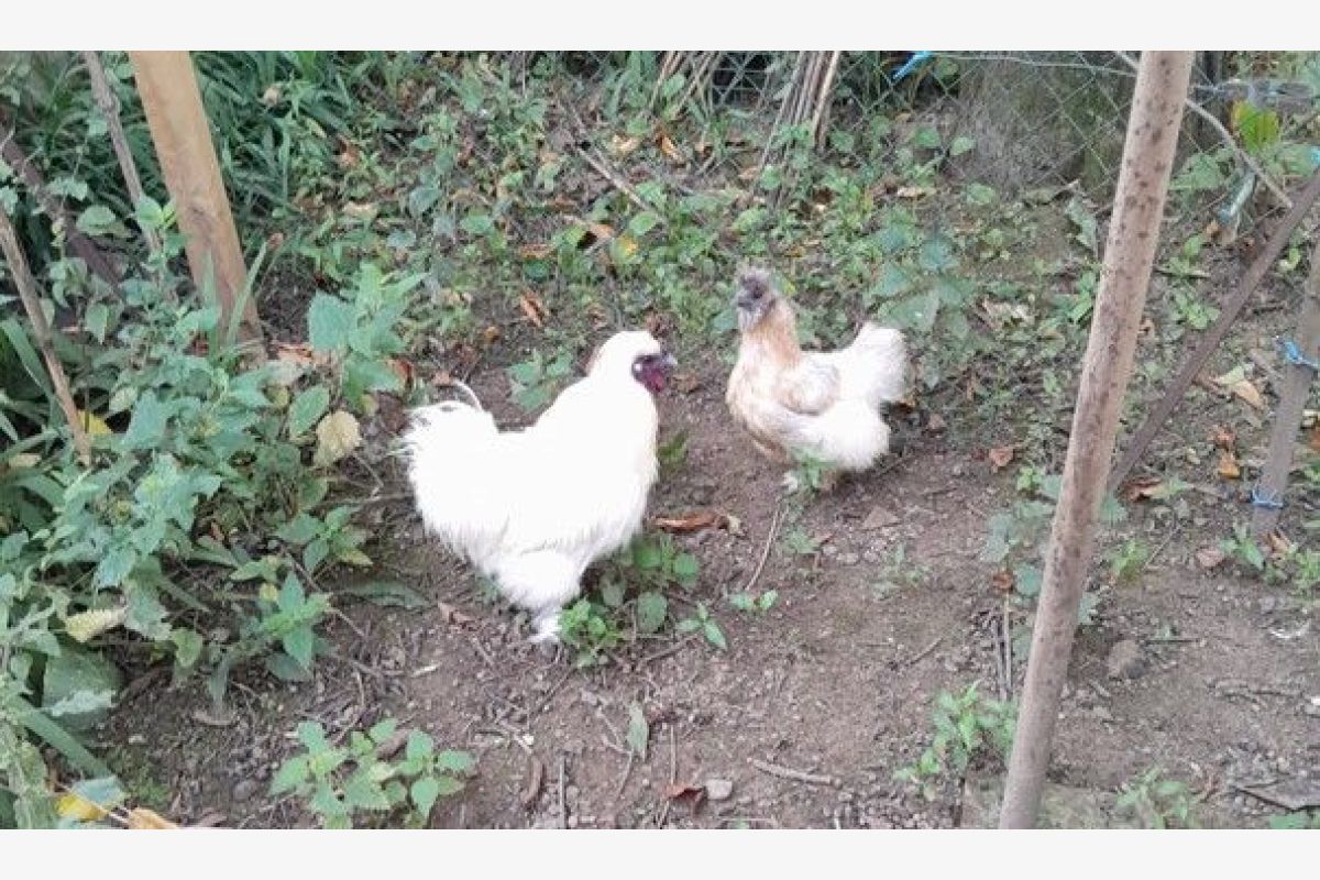Couple de poulette et coq de soie