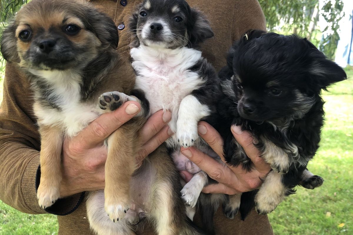 Chiots apparence chihuahua