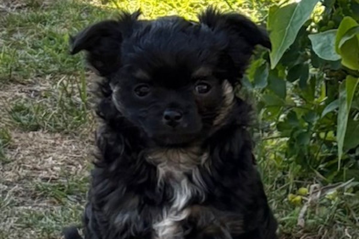 Chiots apparence chihuahua