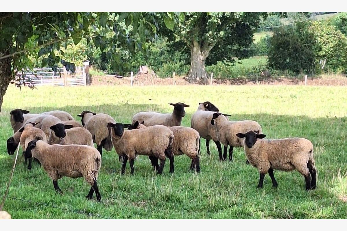 Belles agnelles et béliers