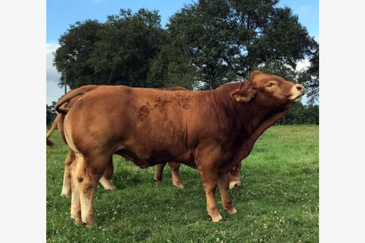 Bons Taurillons