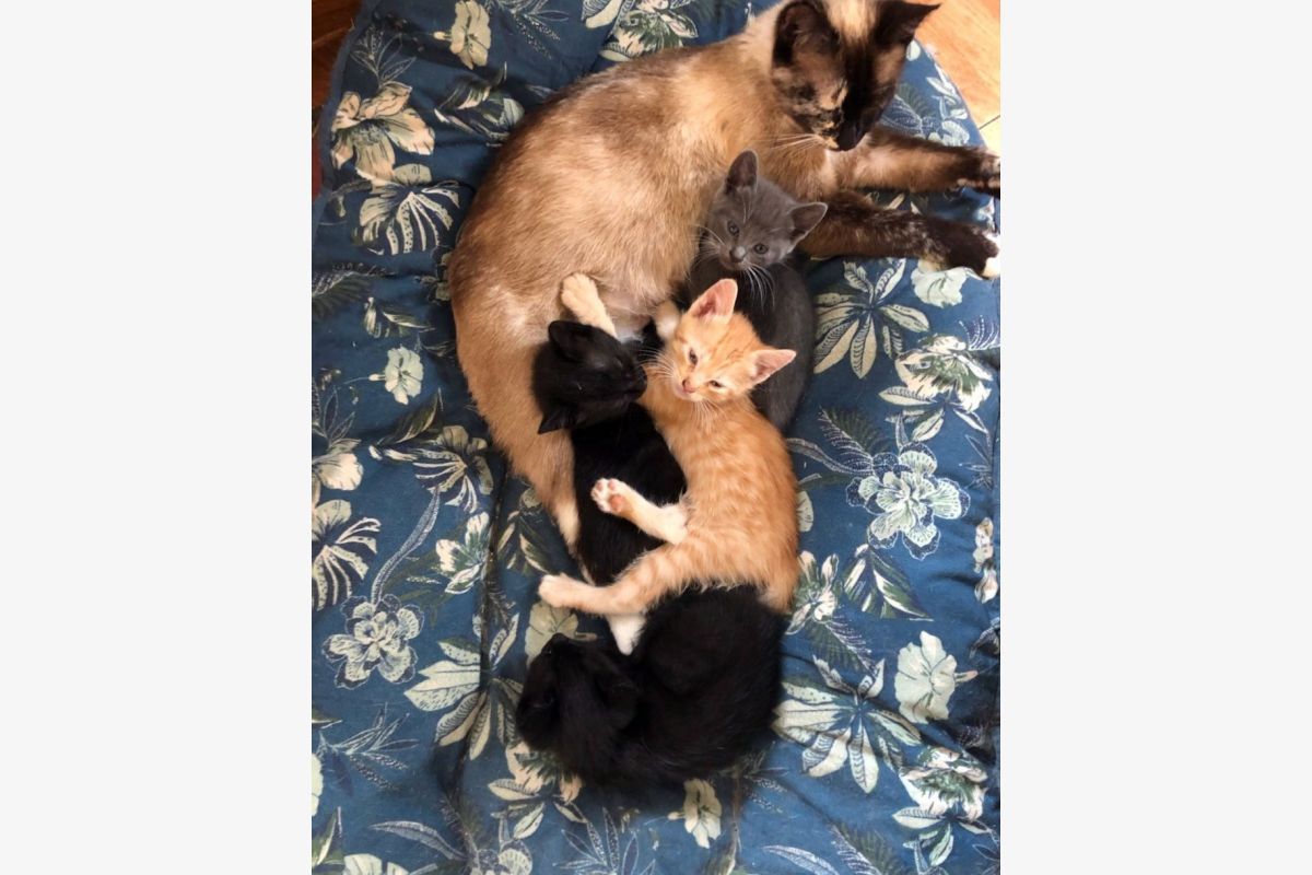 Adorables chatons