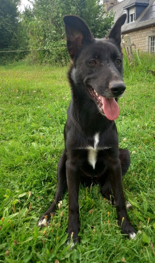 Croisé border collie et berger allemand