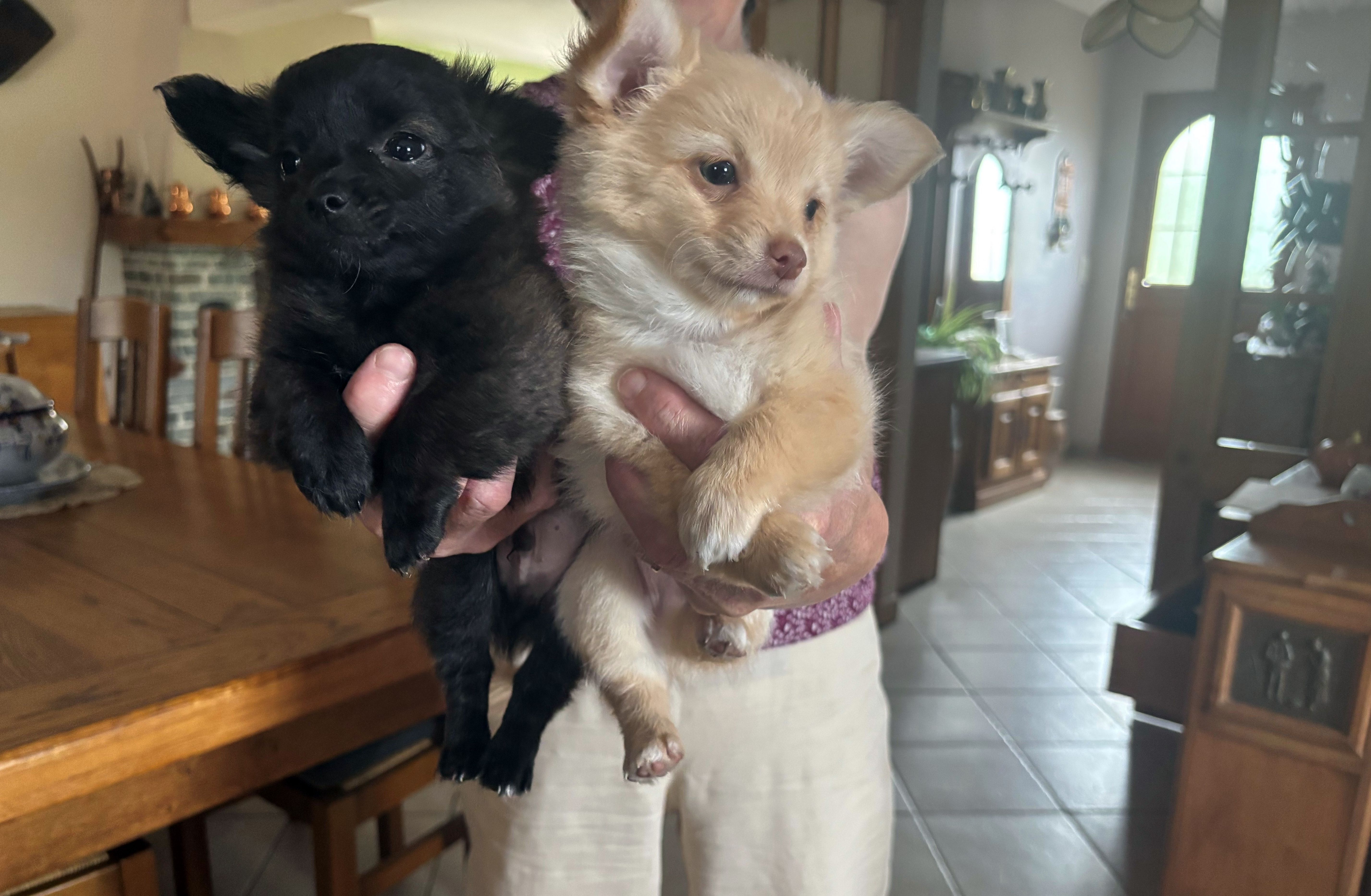 Apparence chihuahua