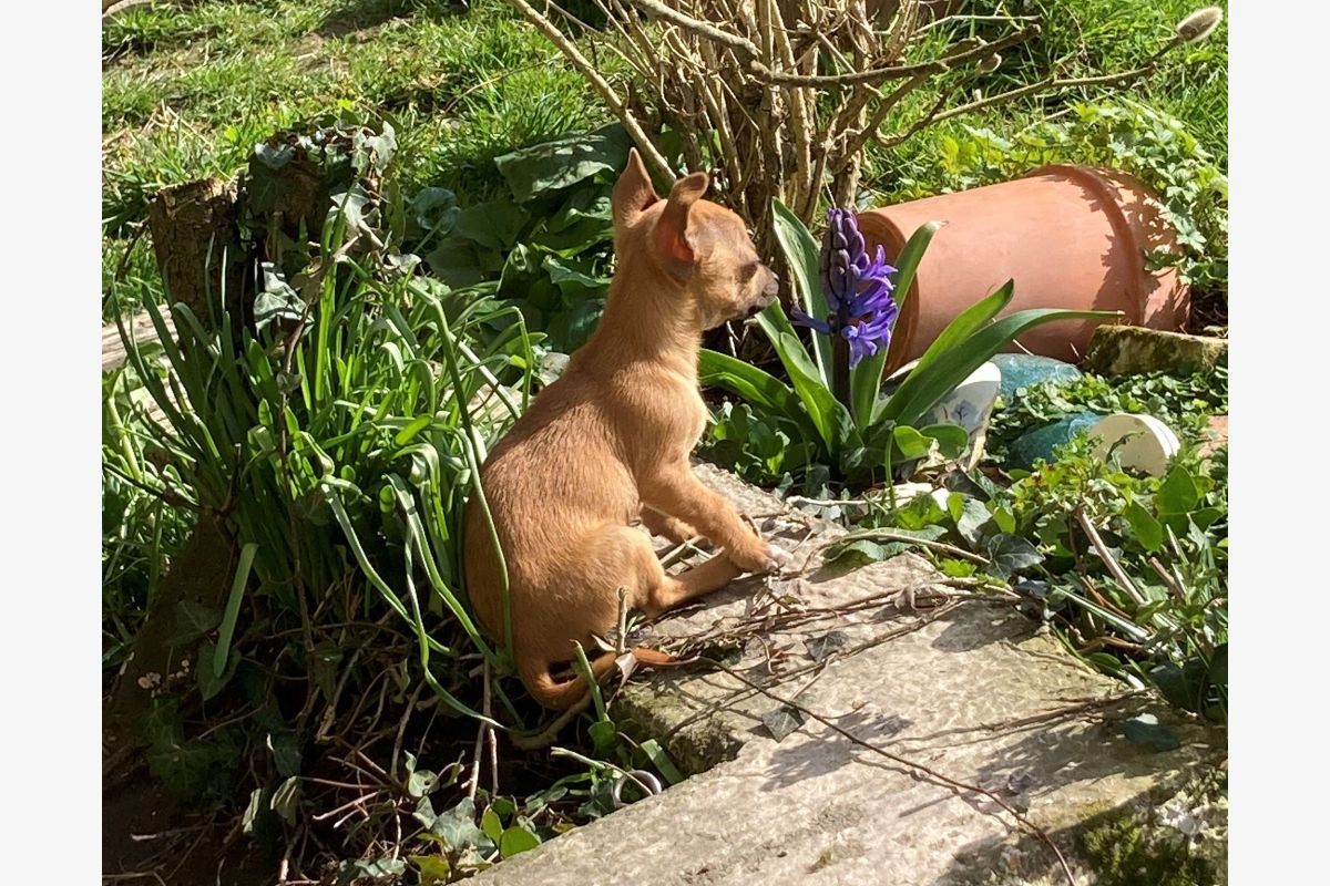Apparence chihuahua