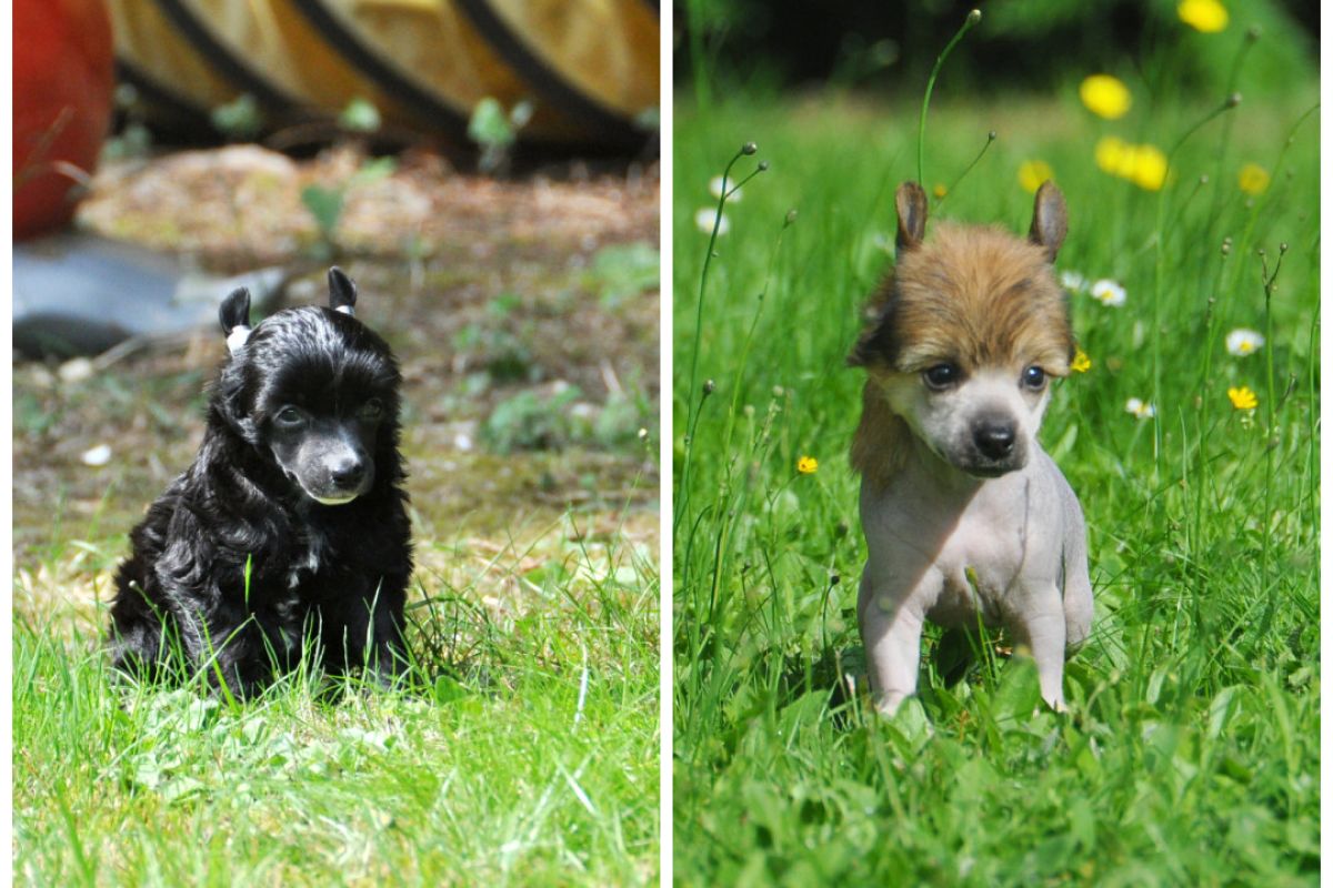 Chiots Chien Chinois LOF